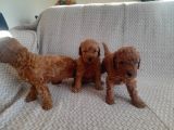 Sakan Toy Poodle Yavrularımız