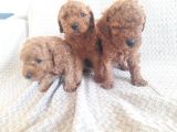 sakan toy poodle yavrularımız