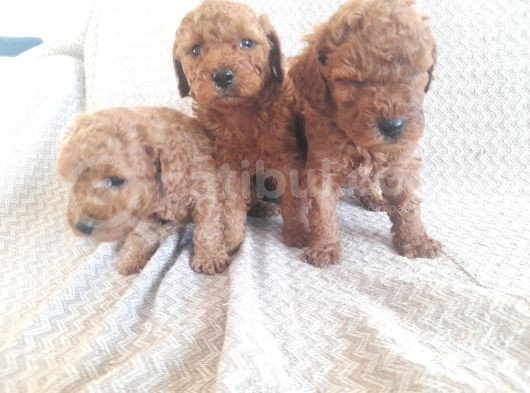 Sakan Toy Poodle Yavrularımız