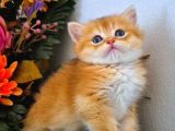 British Shorthair Golden Bebekler