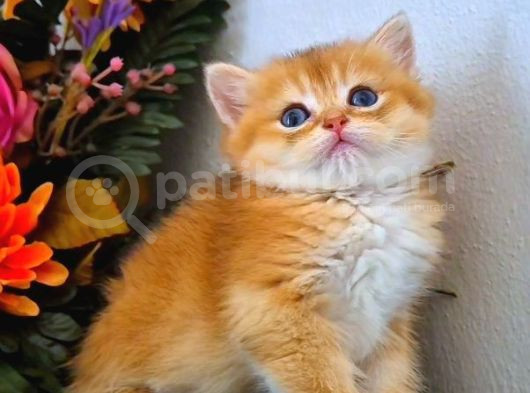 British Shorthair Golden Bebekler görsel