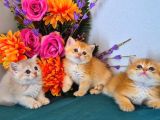 British Shorthair Golden Bebekler