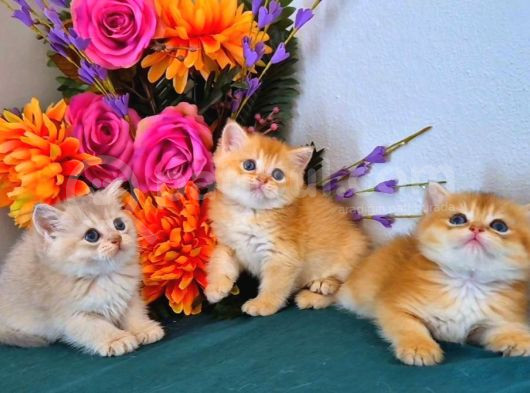 British Shorthair Golden Bebekler görsel