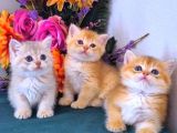 British Shorthair Golden Bebekler
