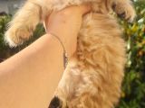 Muhteşem Anne Ve Babadan British Longhair Golden Point  Bebe