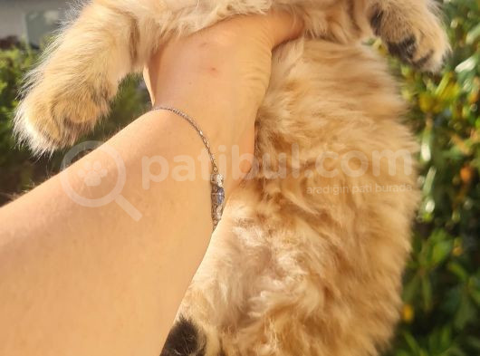 Muhteşem Anne Ve Babadan British Longhair Golden Point  Bebe görsel
