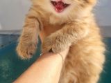Muhteşem Anne Ve Babadan British Longhair Golden Point  Bebe