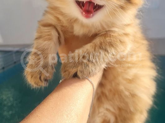 Muhteşem Anne Ve Babadan British Longhair Golden Point  Bebe görsel