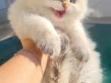 Muhteşem Anne Ve Babadan British Longhair Golden Point  Bebe