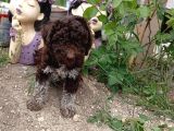 Irk Garanti̇li̇ Logotto Romagnolo Yavrulari