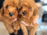 Toy Poodle Yavrular