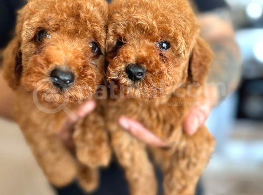 Toy Poodle Yavrular görsel