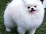 Pomerrian Boo Yavrularımız
