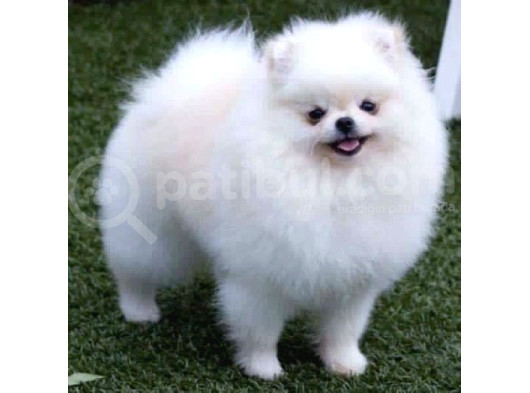 Pomerrian Boo Yavrularımız görsel