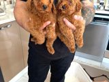 Toy Poodle Yavrular