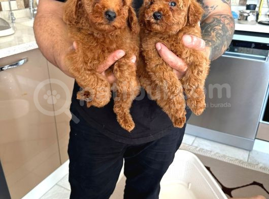Toy Poodle Yavrular görsel