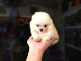 Tedy Bear Pomerri̇an Boo Yavrularimiz