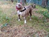 Kaliteli american bully pocket