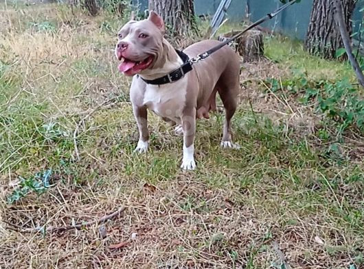 Kaliteli American Bully Pocket