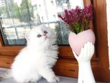 Muhteşem Anne Ve Babadan British Longhair Golden Point  Bebe