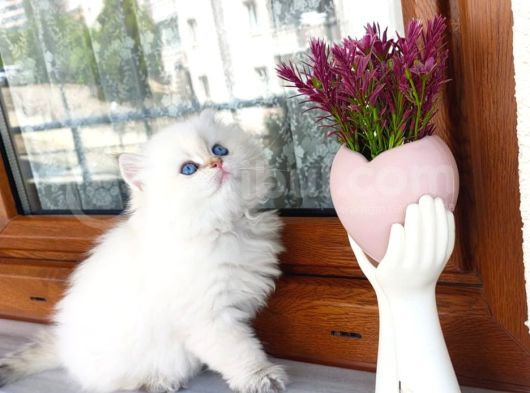 Muhteşem Anne Ve Babadan British Longhair Golden Point  Bebe görsel