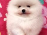 Pomerrian boo yavrularımız