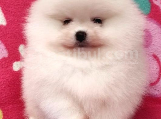 Pomerrian Boo Yavrularımız