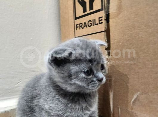 Sevi̇mli̇ Bebeği̇m Tesli̇me Hazir görsel