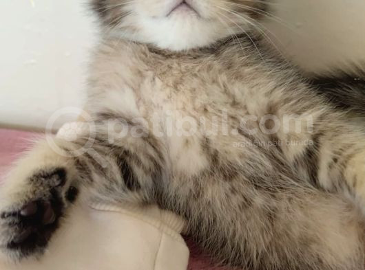 Black Golden Yavrumuz Tesli̇me Hazir görsel