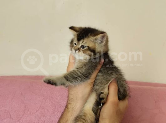 Black Golden Yavrumuz Tesli̇me Hazir görsel
