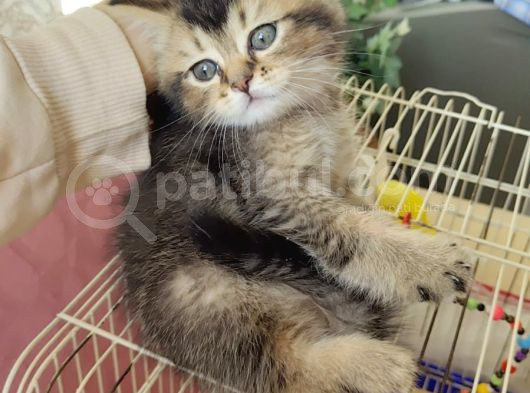 Black Golden Yavrumuz Tesli̇me Hazir görsel