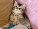 Black Golden Yavrumuz Tesli̇me Hazir
