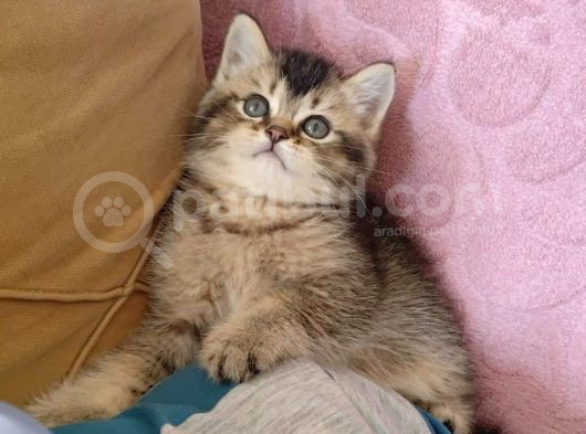 Black Golden Yavrumuz Tesli̇me Hazir görsel