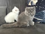 Dünya Tatlısı Saf British Longhair