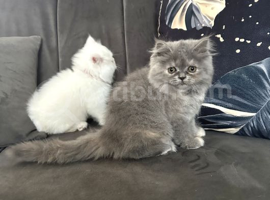 Dünya Tatlısı Saf British Longhair görsel