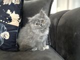 Dünya Tatlısı Saf British Longhair