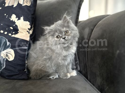 Dünya Tatlısı Saf British Longhair görsel