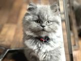 Dünya tatlısı saf british longhair