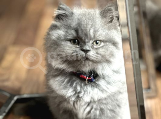 Dünya Tatlısı Saf British Longhair