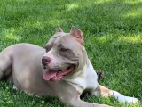 Kaliteli American Bully Pocket