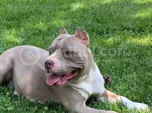 Kaliteli American Bully Pocket görsel