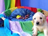 Bebek Yüz A Kali̇te Golden Yavrularimiz