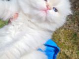 Muhteşem Anne ve babadan British longhair golden point  Bebe