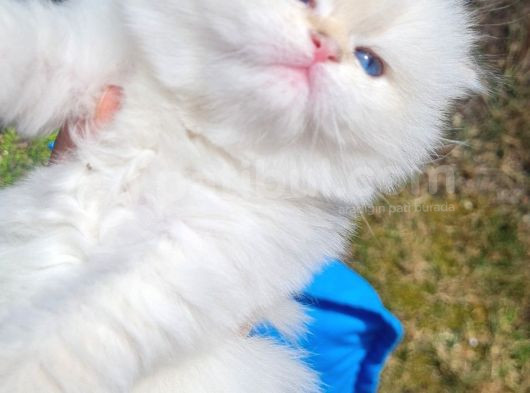 Muhteşem Anne Ve Babadan British Longhair Golden Point  Bebe