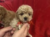 Poodle Ayarında Maltipo Bebeklerimiz