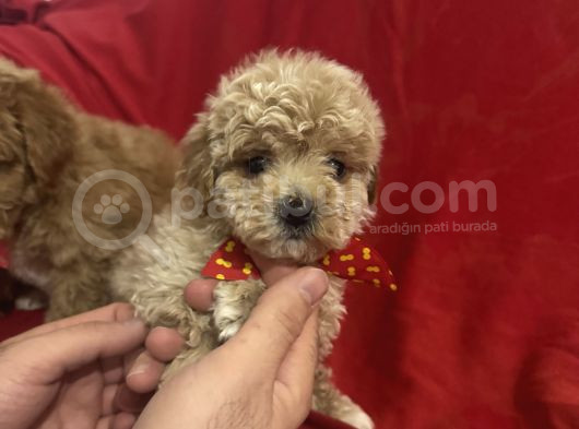 Poodle Ayarında Maltipo Bebeklerimiz görsel