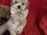 Poodle ayarında maltipo bebeklerimiz