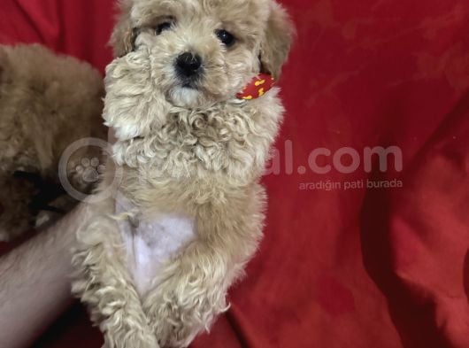 Poodle Ayarında Maltipo Bebeklerimiz
