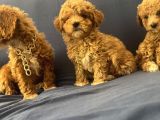 Poodle Ayarında Maltipo Bebeklerimiz