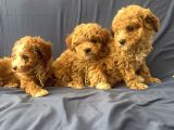 Poodle Ayarında Maltipo Bebeklerimiz